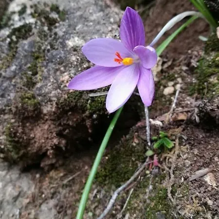 Πανσιόν Il Giardino Di Anna - Charming In